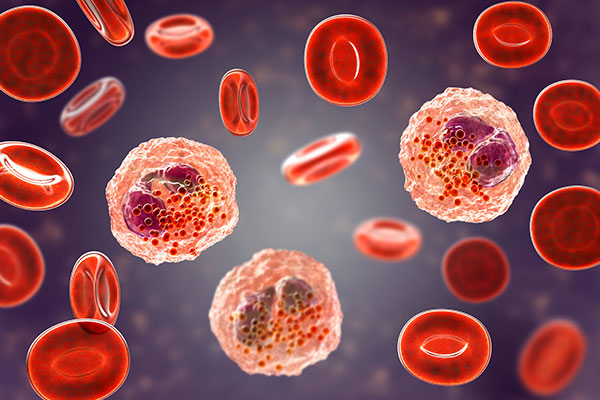 The image displays red blood cells, each containing a spherical nucleus with a central dark area and a lighter halo, surrounded by a dense cytoplasm.