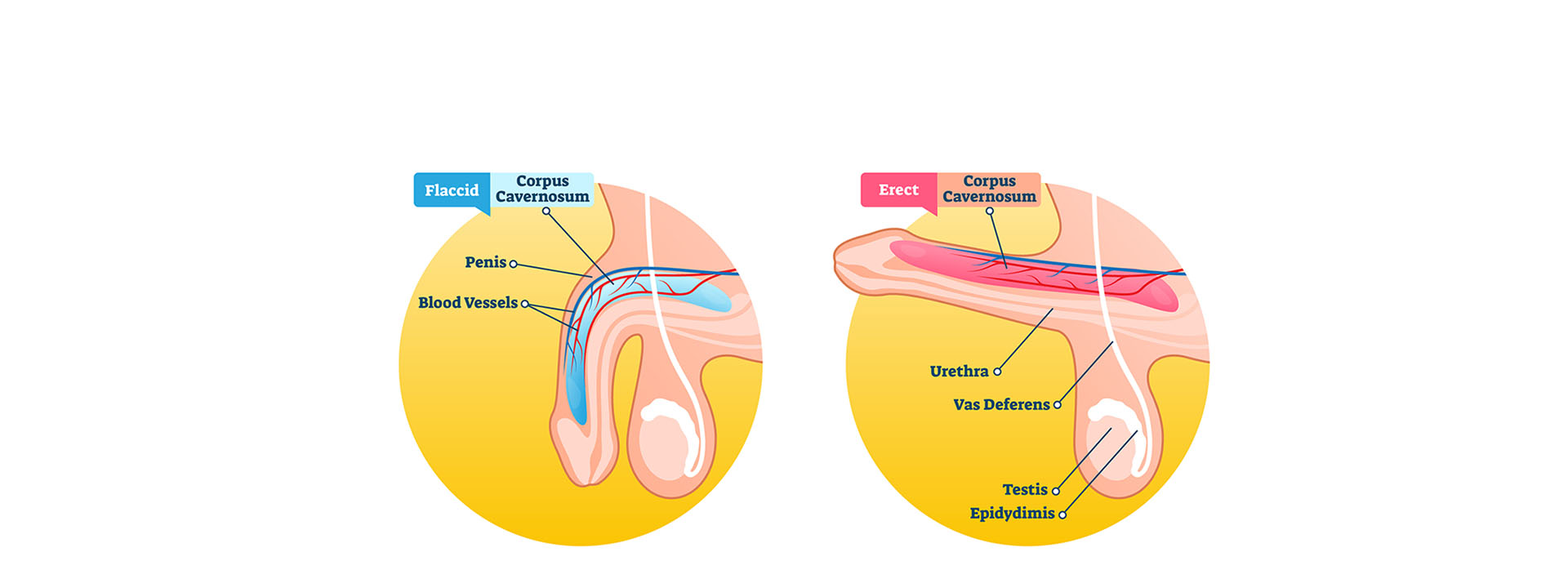 The image is a medical illustration showing a cross-section of the human body, highlighting various internal organs and structures with labels indicating their names.