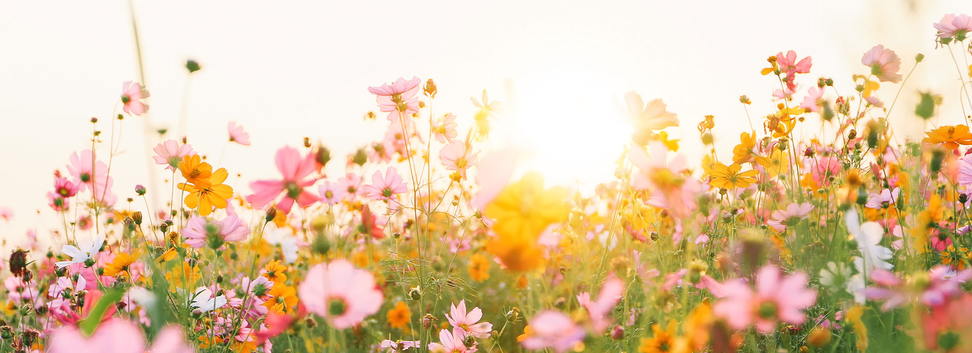 A vibrant garden with a multitude of colorful flowers, set against a clear sky.