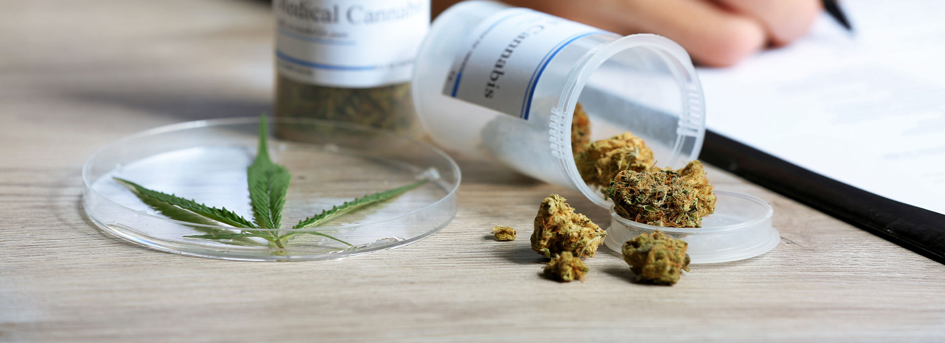 The image shows a clear petri dish containing a green substance, which appears to be cannabis, placed on a table next to a small bottle with a dropper and a package of the same substance.